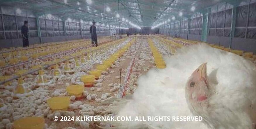 Kenalin Penyakit Tetelo, Momok Menakutkan Bagi Peternak Ayam