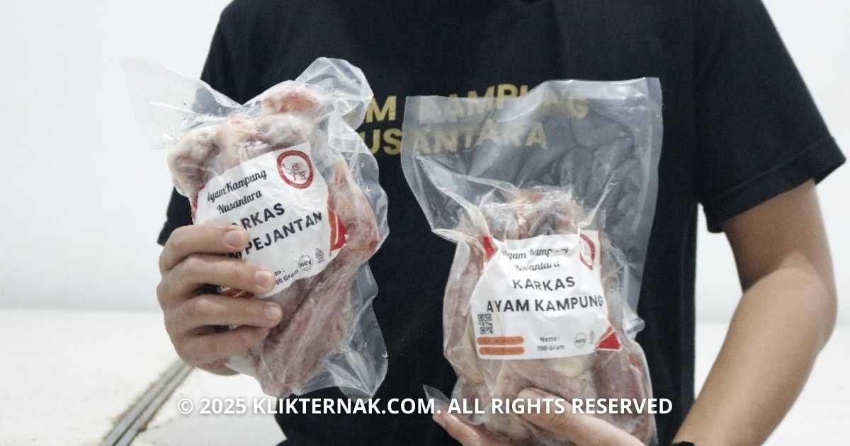 Daging Beku Ayam Kampung Khas Ayam Kampung Nusantara (Sumber Foto : Rizki Klik Ternak)