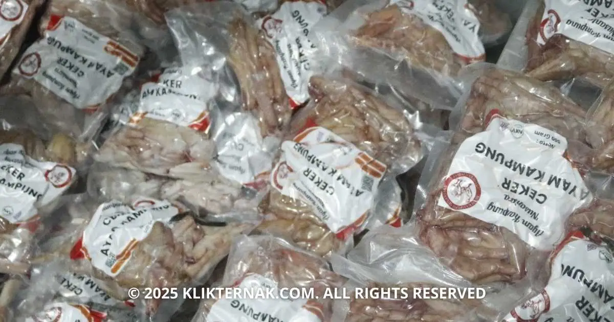 Daging Segar dari Ayam Kampung Nusantara dengan kualitas dan suhu yang terjaga (Sumber Foto : Rizki Klik Ternak)