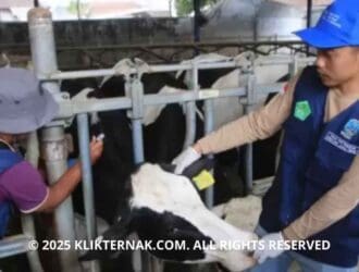 Wabah PMK Melonjak di Jawa Timur, Cuaca Ekstrem Diduga Jadi Pemicu