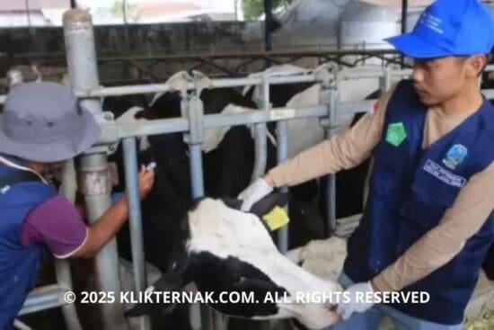 Wabah PMK Melonjak di Jawa Timur, Cuaca Ekstrem Diduga Jadi Pemicu