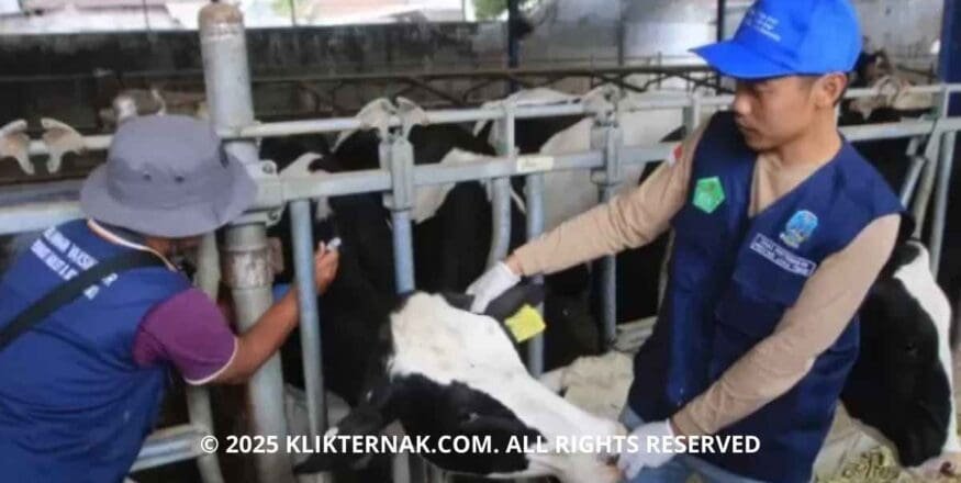 Wabah PMK Melonjak di Jawa Timur, Cuaca Ekstrem Diduga Jadi Pemicu