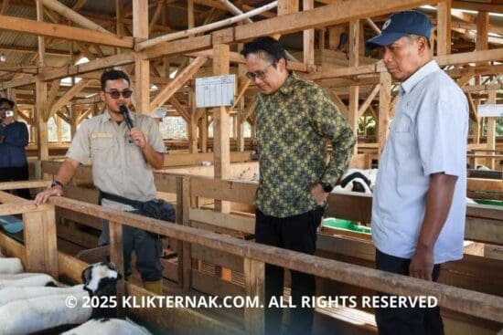 Wakil Menteri Pendidikan Tinggi, Sains, dan Teknologi dorong pengembangan unit usaha berbasis riset, contohnya peternakan domba Uhamka di Jonggol untuk dukung ketahanan pangan.