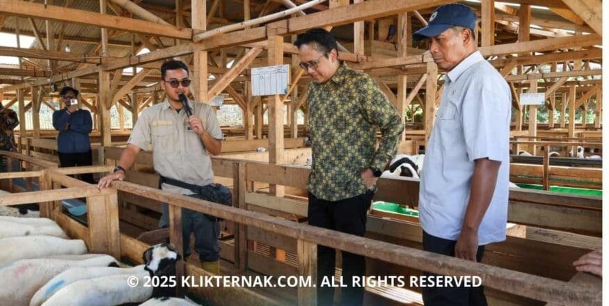 Wakil Menteri Pendidikan Tinggi, Sains, dan Teknologi dorong pengembangan unit usaha berbasis riset, contohnya peternakan domba Uhamka di Jonggol untuk dukung ketahanan pangan.