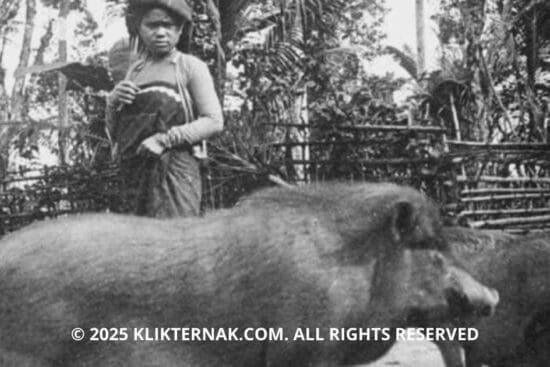 Sejarah Peternakan Babi Dari Domestikasi Hingga Modernisasi di Indonesia