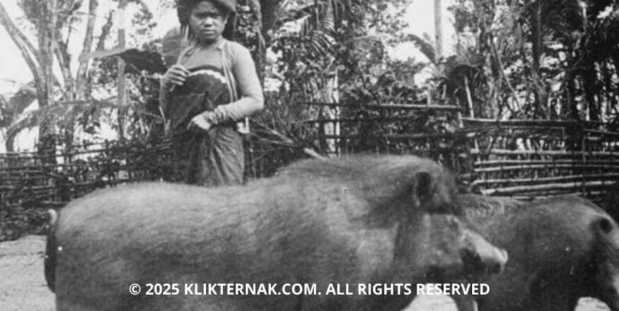 Sejarah Peternakan Babi Dari Domestikasi Hingga Modernisasi di Indonesia