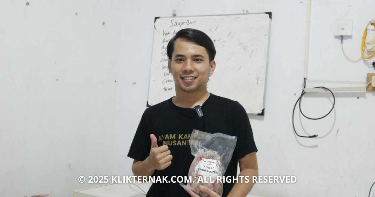 Adi Hanifah Sitompul (25) Founder & CEO Ayam Kampung Nusantara, buktikan bahwa GEN Z bisa membangun Bisnis sesuai dengan bidangnya (Sumber Foto : Rizki Klik Ternak)
