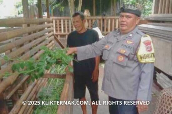 Bhabinkamtibmas Keramas Giat Dukung Ketahanan Pangan, Sambangi Peternak Kambing