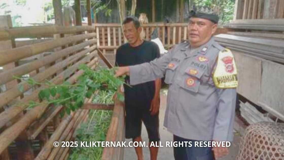 Bhabinkamtibmas Keramas Giat Dukung Ketahanan Pangan, Sambangi Peternak Kambing