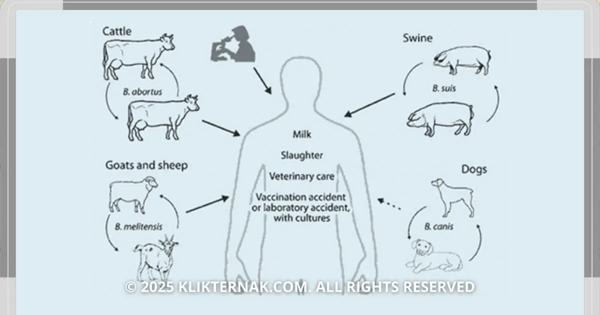 Diagram yang menunjukkan siklus penularan penyakit Brucellosis pada hewan ternak dan manusia.