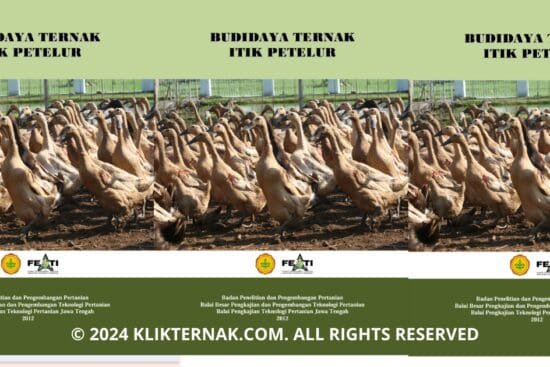 Budidaya Ternak itik Petelur Sampul
