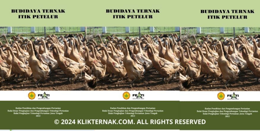 Budidaya Ternak itik Petelur Sampul