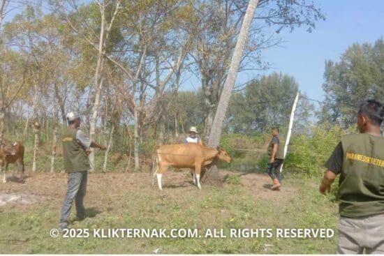 Cegah PMK, Disbunnak Pidie Jaya Vaksinasi 200 Ekor Hewan Ternak di Meureudu