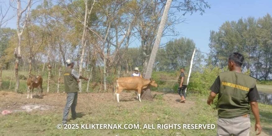 Cegah PMK, Disbunnak Pidie Jaya Vaksinasi 200 Ekor Hewan Ternak di Meureudu