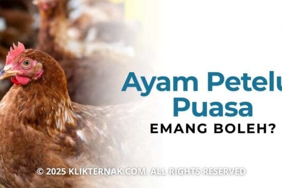 Emang Boleh Ayam Petelur Dipuasakan? Ini Penjelasannya