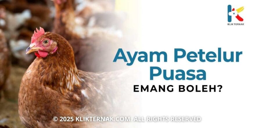 Emang Boleh Ayam Petelur Dipuasakan? Ini Penjelasannya