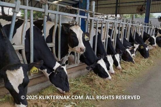 Kesetiaan Peternak Sapi Perah yang Tak Lekang oleh Waktu