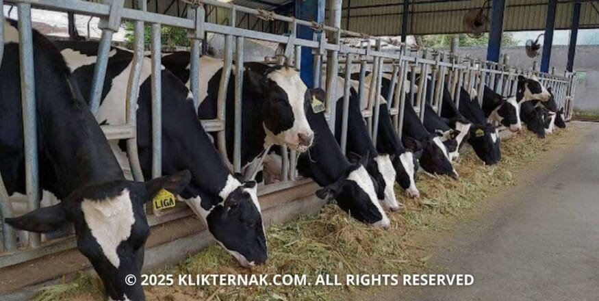 Kesetiaan Peternak Sapi Perah yang Tak Lekang oleh Waktu