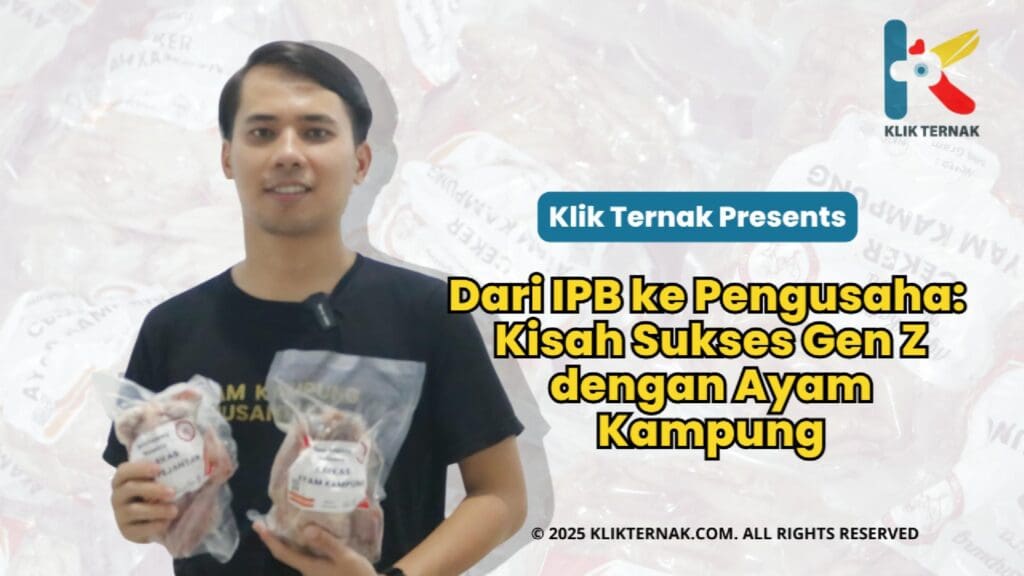 Dari IPB Ke Pengusaha : Kisah Sukses GEN Z Dengan Ayam Kampung