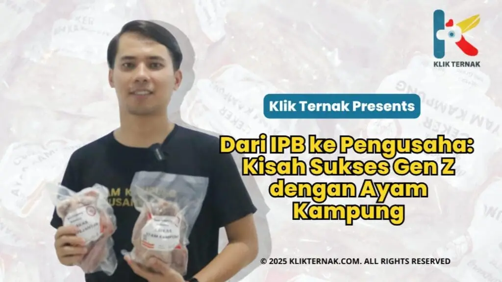 Dari IPB Ke Pengusaha : Kisah Sukses GEN Z Dengan Ayam Kampung