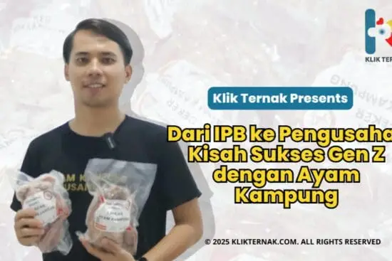 Dari IPB Ke Pengusaha : Kisah Sukses GEN Z Dengan Ayam Kampung