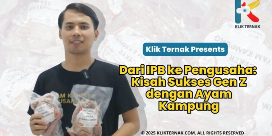 Dari IPB Ke Pengusaha : Kisah Sukses GEN Z Dengan Ayam Kampung