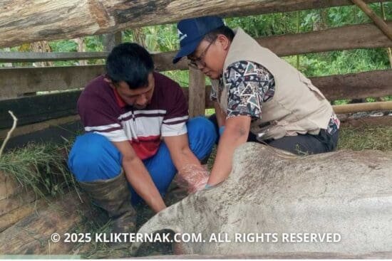 Pengawasan Program Bantuan Ternak di Sukabumi Intensif, Ini Faktanya