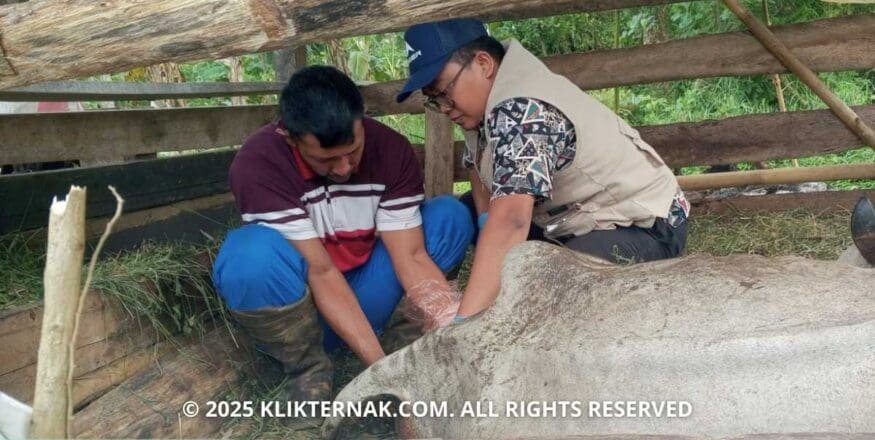 Pengawasan Program Bantuan Ternak di Sukabumi Intensif, Ini Faktanya