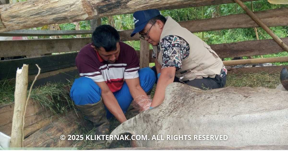 Pengawasan Program Bantuan Ternak di Sukabumi Intensif, Ini Faktanya