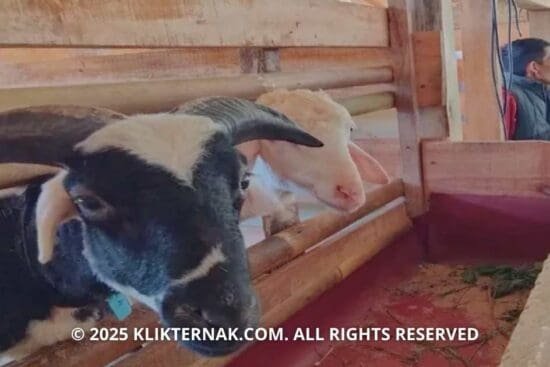 Potensi Peternakan Domba di Sumedang Masih Terbuka Lebar