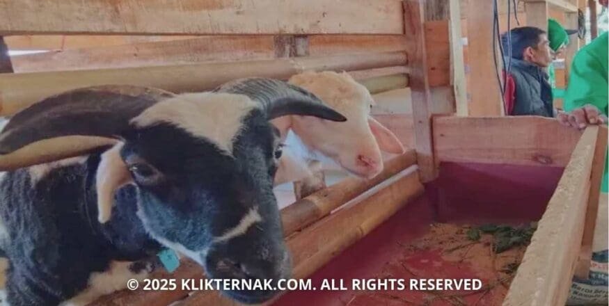 Potensi Peternakan Domba di Sumedang Masih Terbuka Lebar