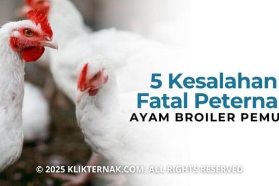5 Kesalahan Fatal Peternak Ayam Broiler Pemula & Solusinya
