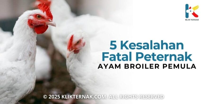 5 Kesalahan Fatal Peternak Ayam Broiler Pemula & Solusinya