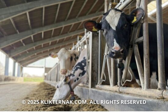 Mengurangi Soya Pada Pakan Ternak Tanpa Mengurangi Hasil Susu