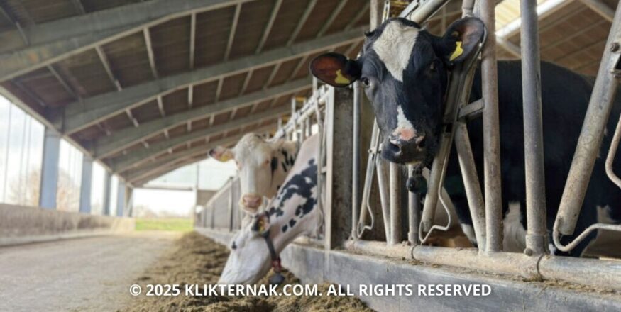 Mengurangi Soya Pada Pakan Ternak Tanpa Mengurangi Hasil Susu