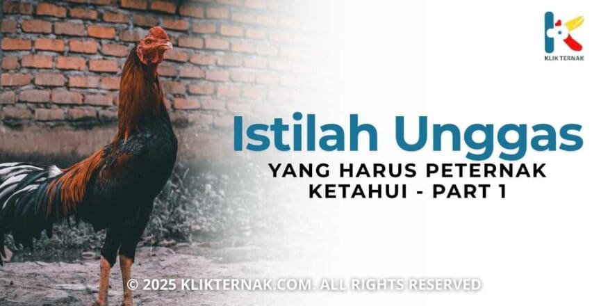 Istilah Unggas Yang harus peternak ketahui - part 1