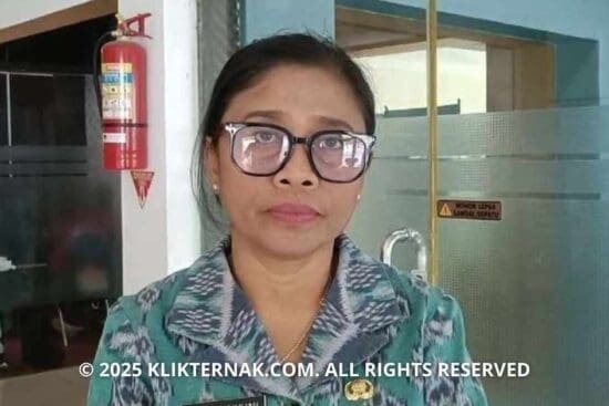 Peternak Belu Diminta Aktif Laporkan Penyakit Endemik Hewan Musiman