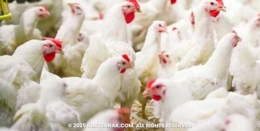 Harga Ayam Anjlok Usai Lebaran, Kementan Bergerak Lindungi Peternak Rakyat