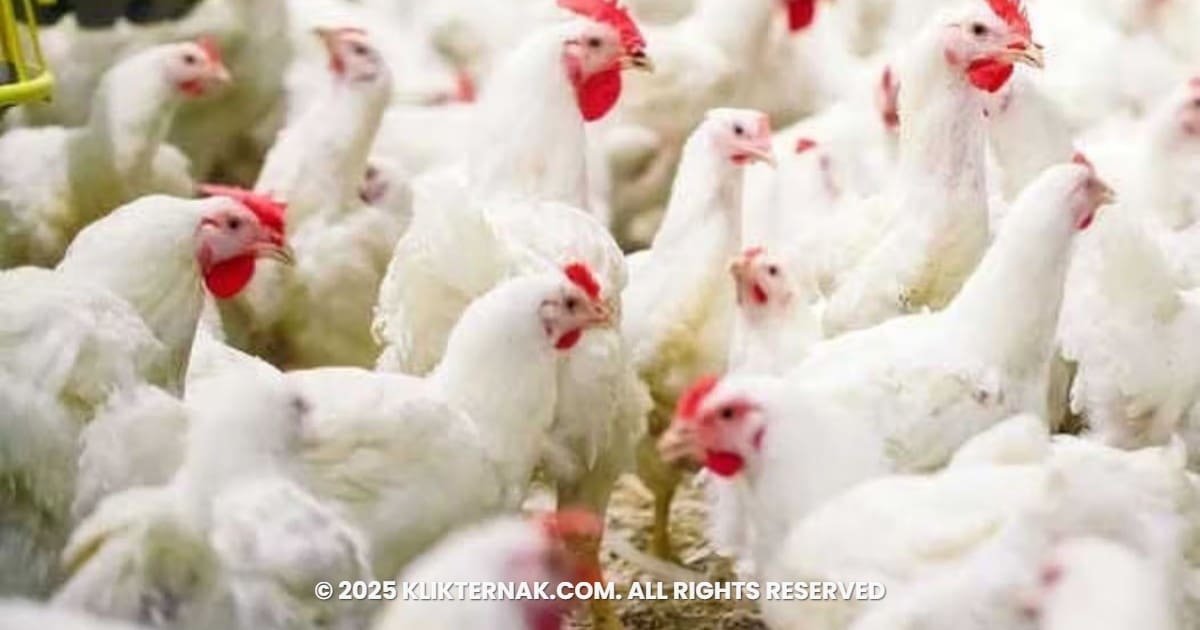 Harga Ayam Anjlok Usai Lebaran, Kementan Bergerak Lindungi Peternak Rakyat