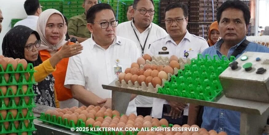 Kementan Perkuat Serapan dan Stabilisasi Harga Telur di Tingkat Peternak