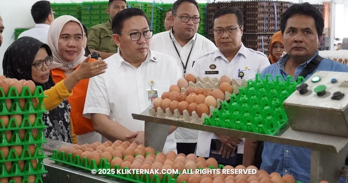 Kementan Perkuat Serapan dan Stabilisasi Harga Telur di Tingkat Peternak