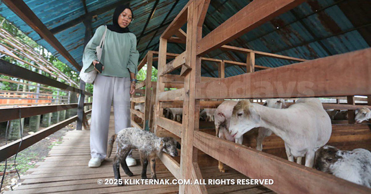 Pengunjung melihat kandang Harjo Lestari, Jember (Sumber : Istimewa)