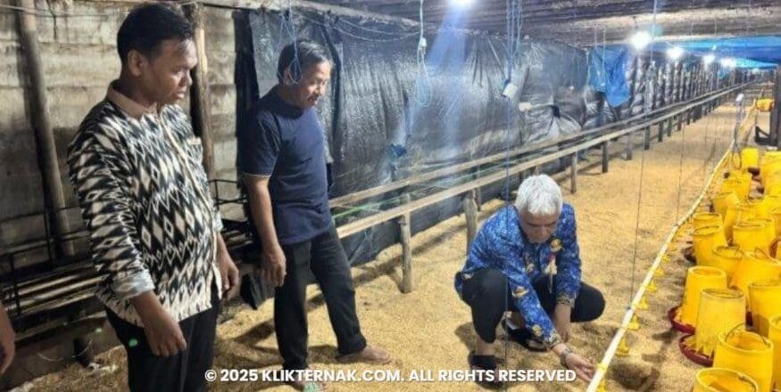 Wabup HSU Dukung Pengembangan Peternakan Ayam Potong Sistem Close Loop di Desa Rantawan