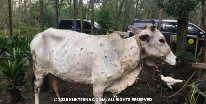 Waspada Penyakit 'Lato-Lato' Jelang Idul Adha, Peternak Diminta Tingkatkan Kewaspadaan