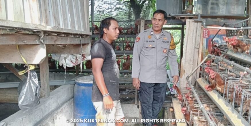Bhabinkamtibmas Sidoarjo Dampingi Peternak Ayam Petelur, Wujud "Polisi Cinta Petani"