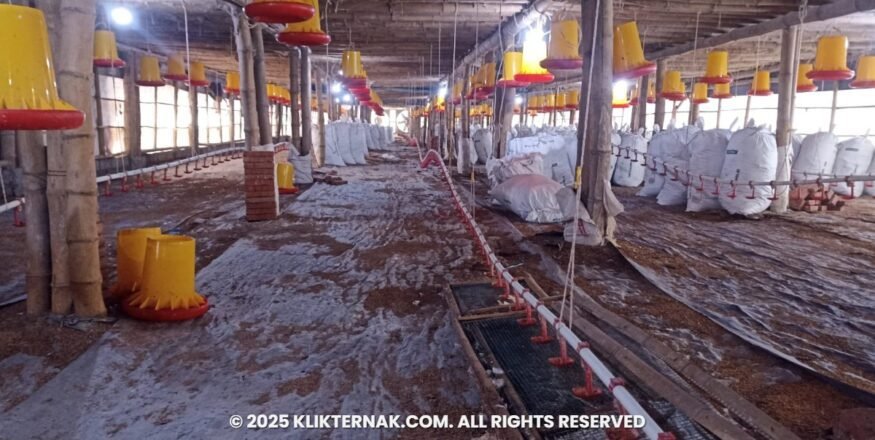 Dinas Peternakan Jember Respons Cepat Keluhan Bau Kandang Ayam Semboro