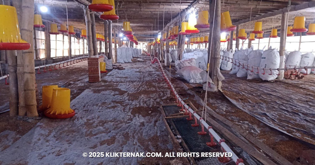 Dinas Peternakan Jember Respons Cepat Keluhan Bau Kandang Ayam Semboro