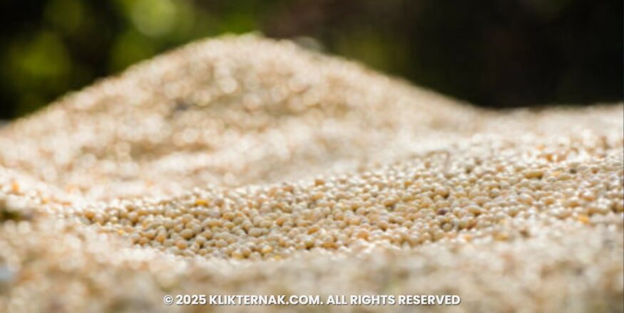 Ekspor Kedelai AS Bisa Turun 20% Tanpa Kesepakatan dengan Tiongkok