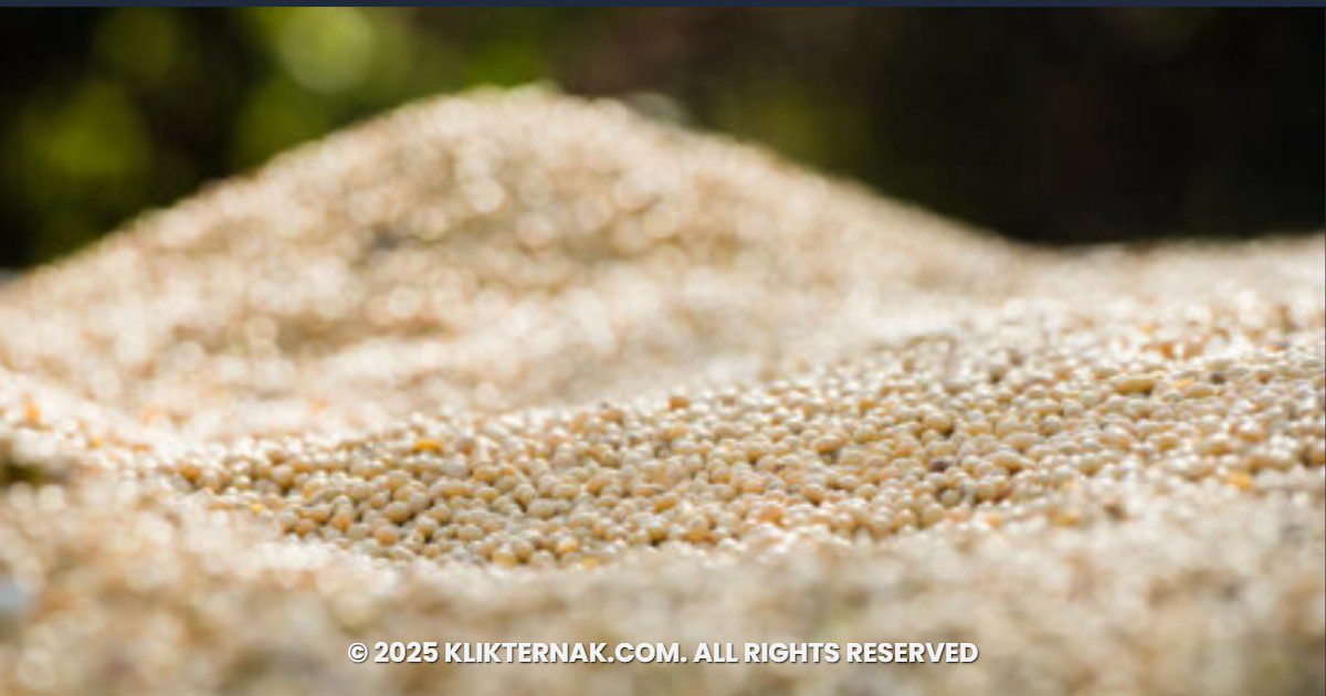 Ekspor Kedelai AS Bisa Turun 20% Tanpa Kesepakatan dengan Tiongkok