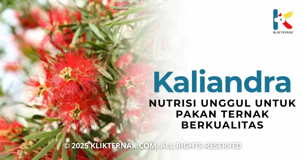Kaliandra Nutrisi Unggul untuk Pakan Ternak Berkualitas